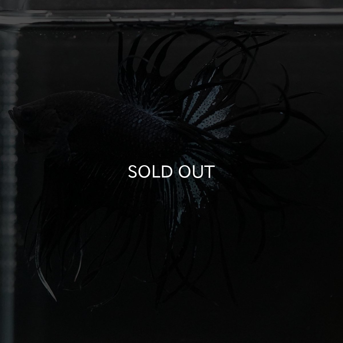 画像4: KCT　ブラックオーキッド (4)