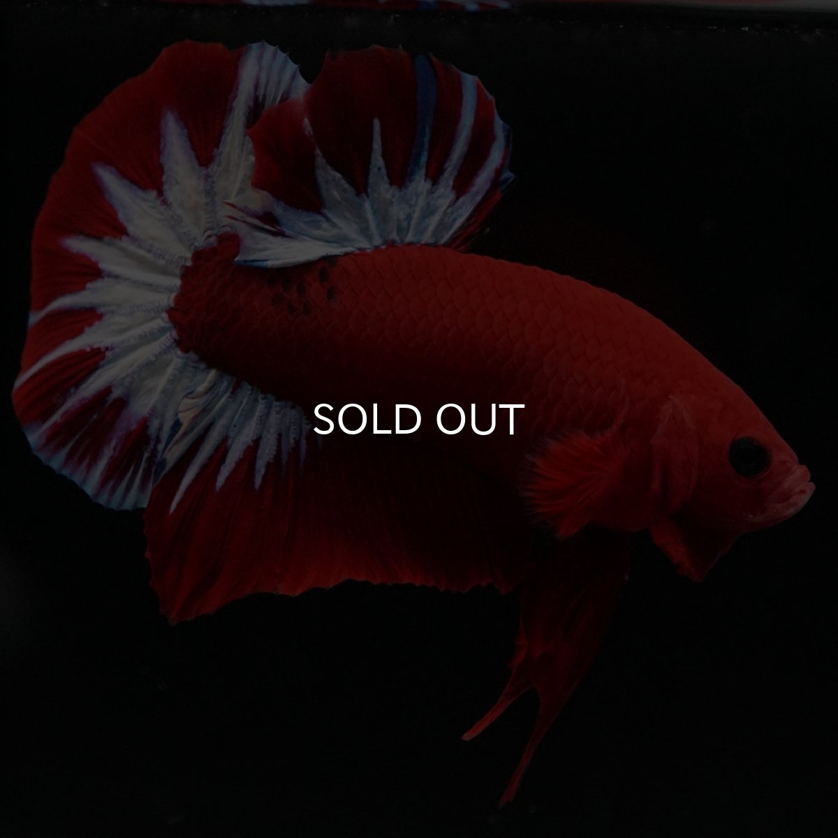 画像8: HMPK ヘルボーイ (8)