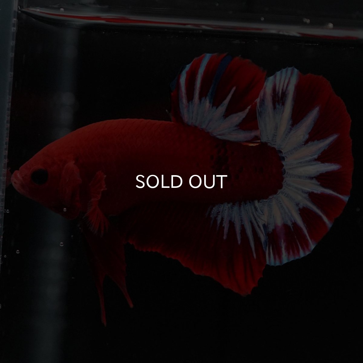 画像7: HMPK ヘルボーイ (7)