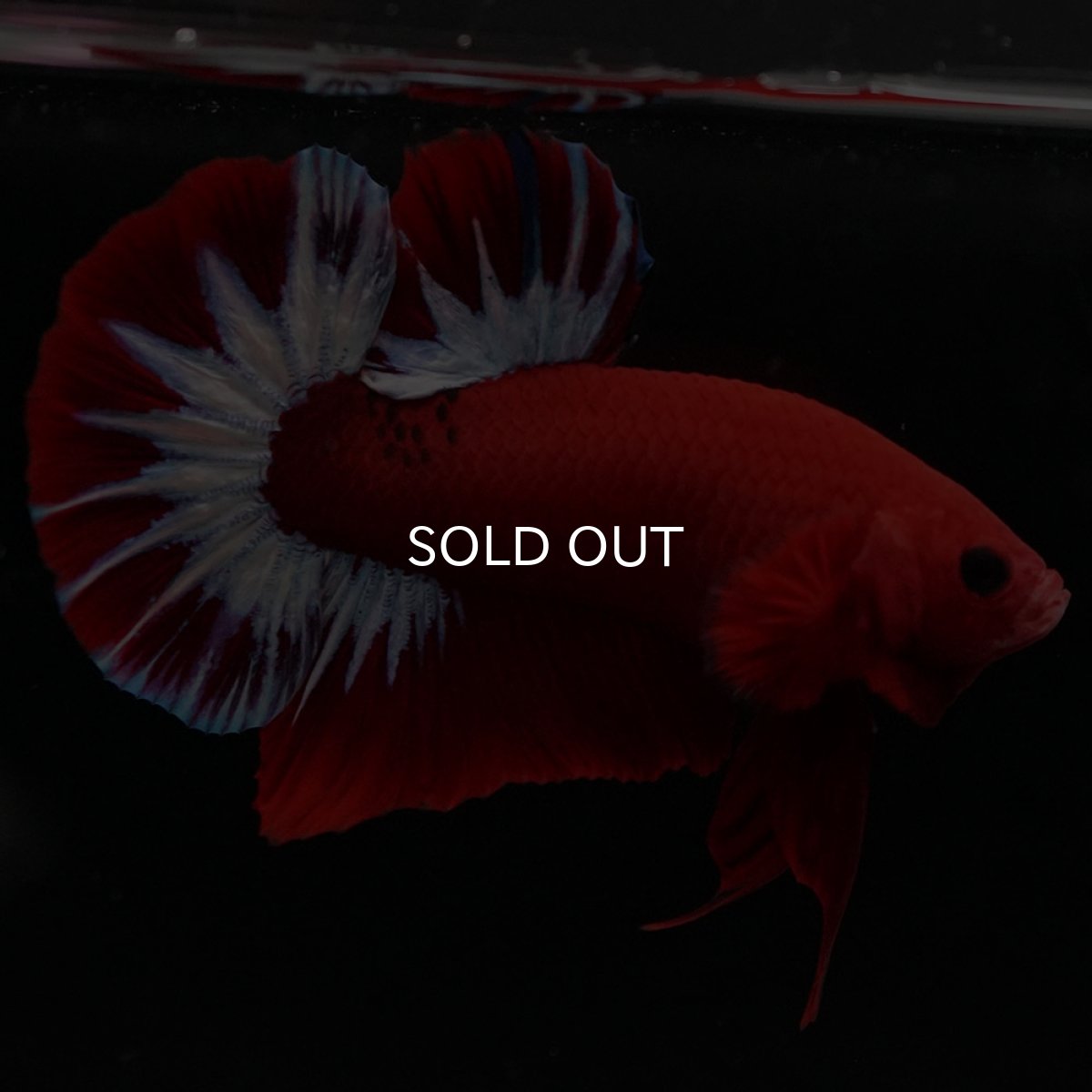 画像6: HMPK ヘルボーイ (6)