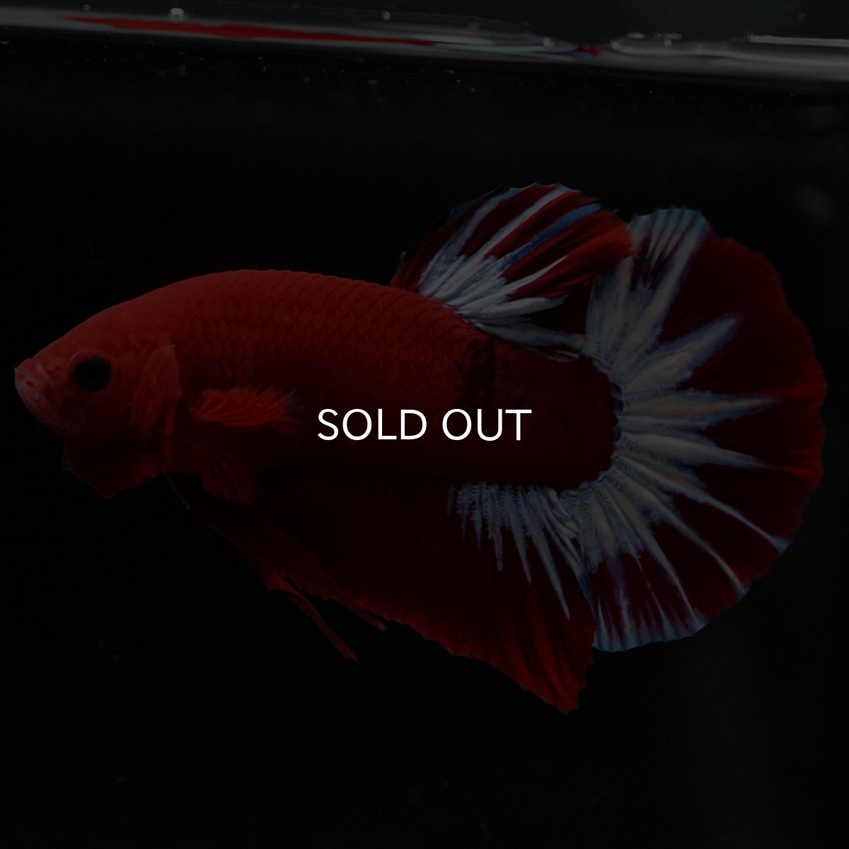 画像5: HMPK ヘルボーイ (5)