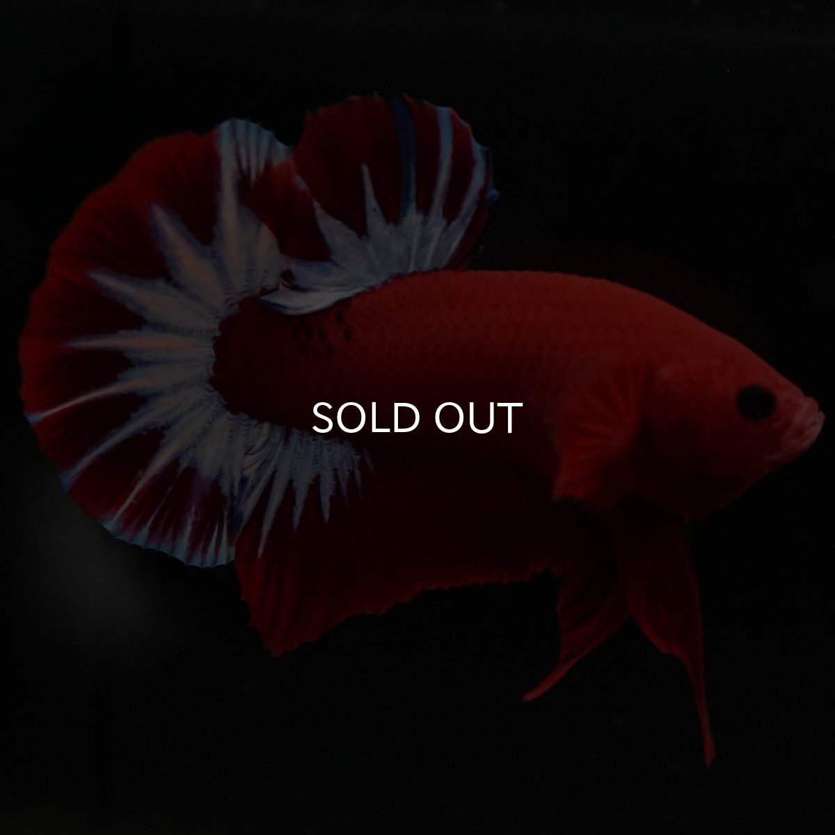 画像2: HMPK ヘルボーイ (2)