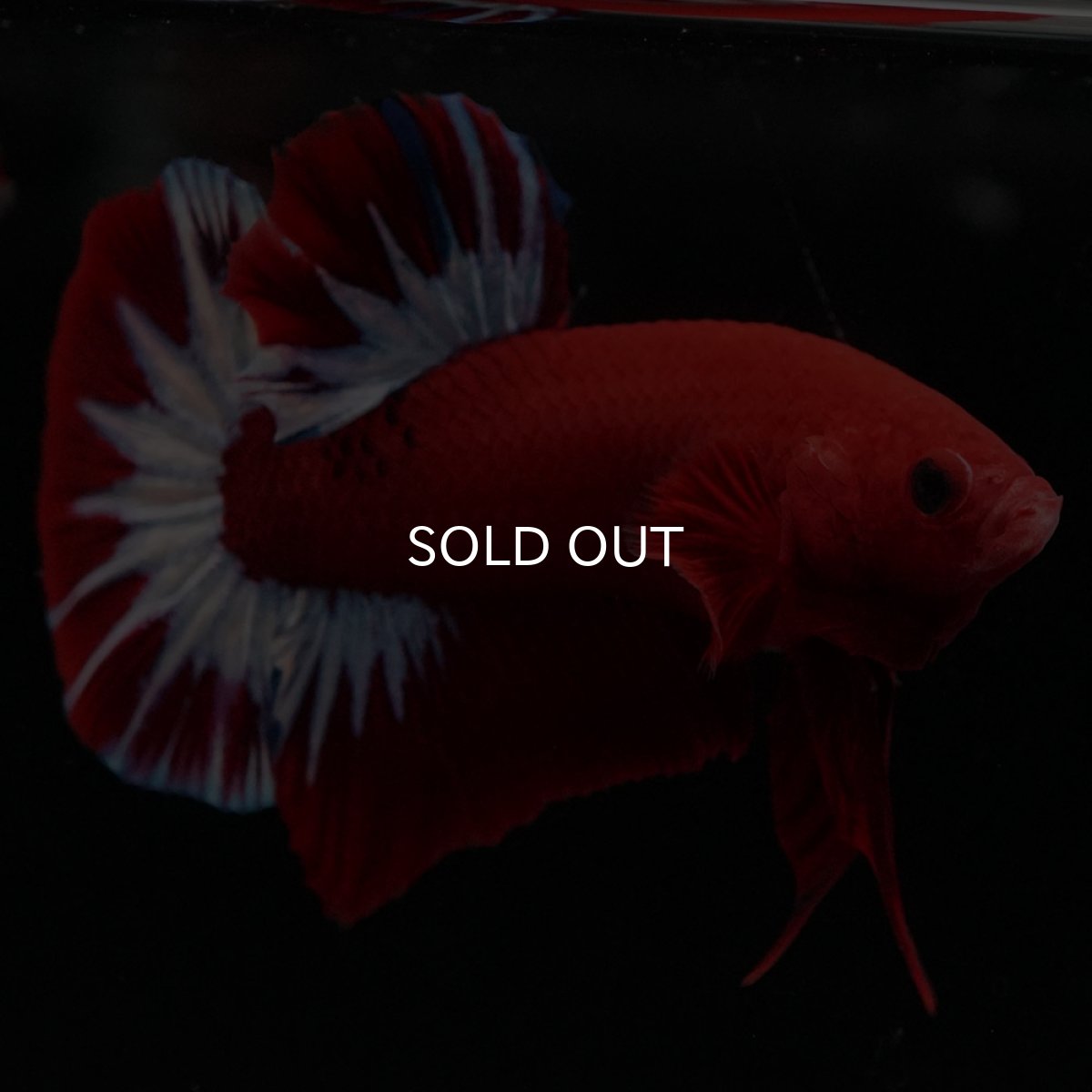 画像4: HMPK ヘルボーイ (4)