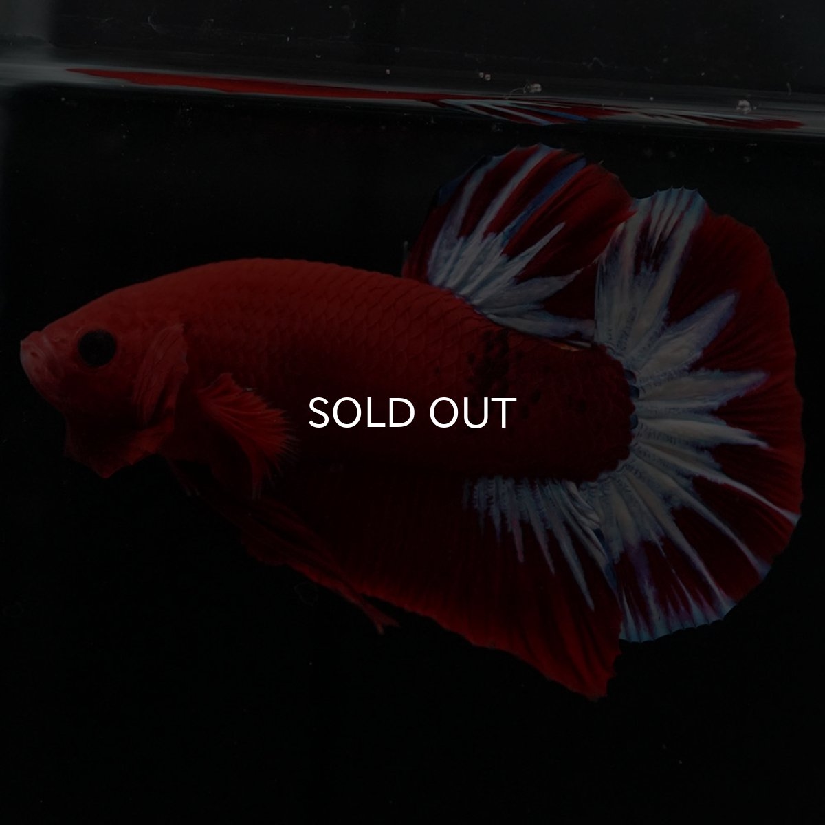 画像3: HMPK ヘルボーイ (3)