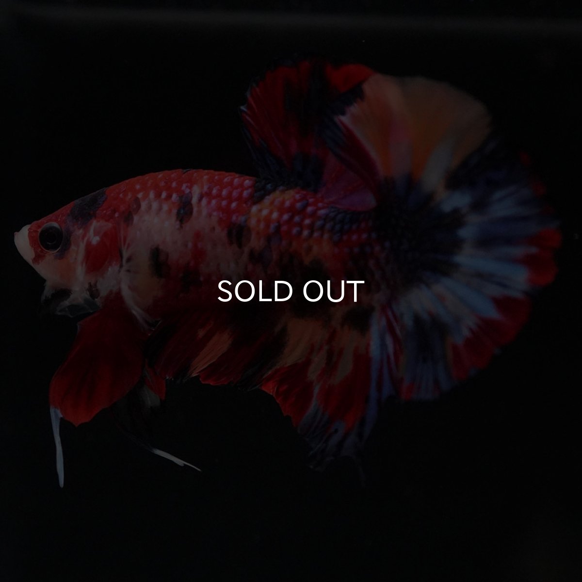 画像10: HMPK キャンディ (10)