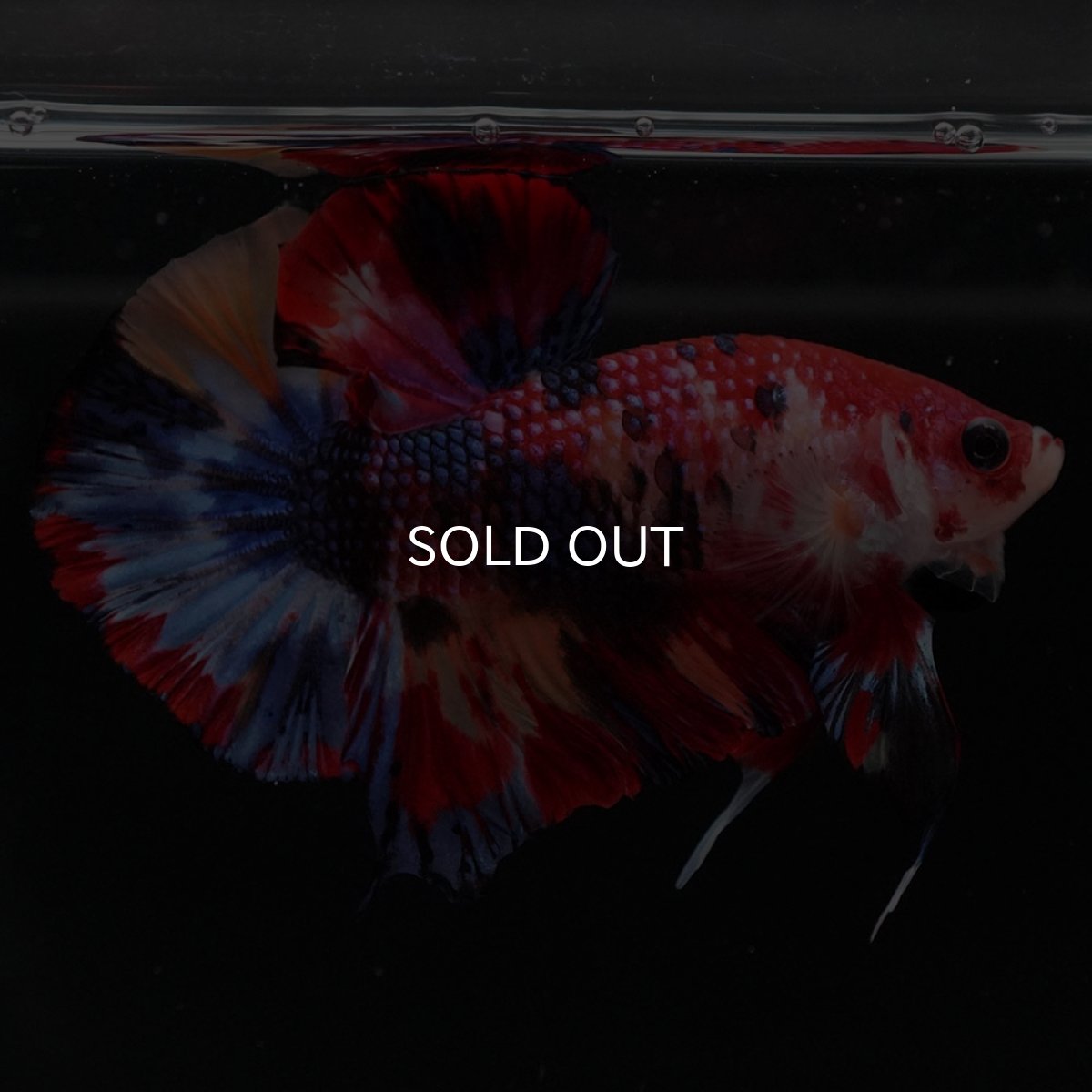 画像9: HMPK キャンディ (9)