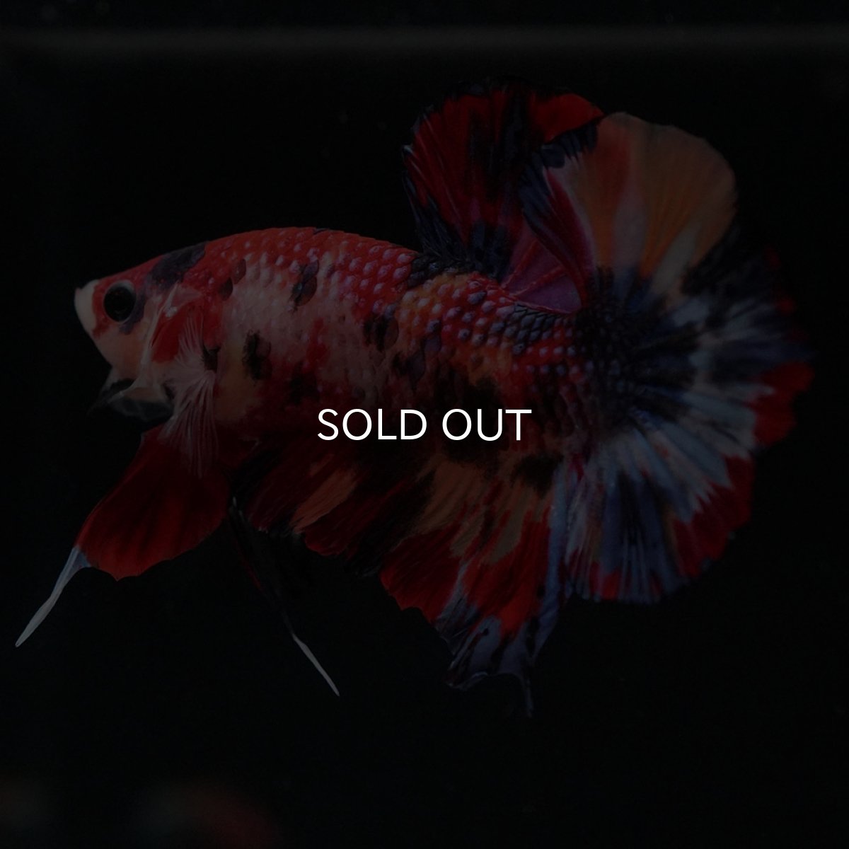 画像8: HMPK キャンディ (8)