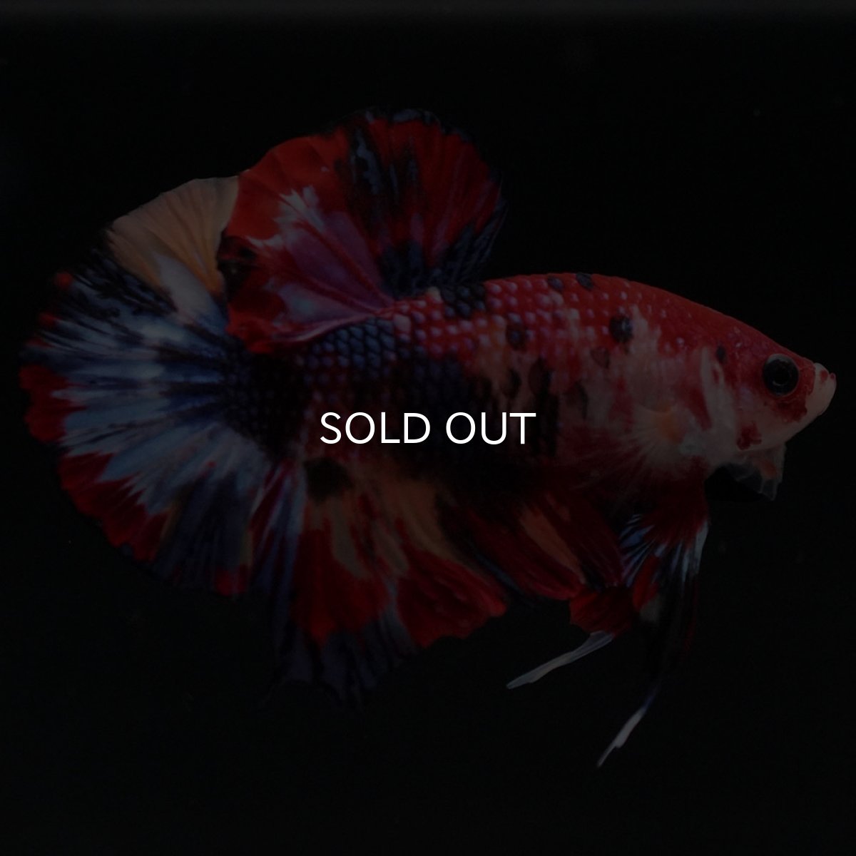 画像4: HMPK キャンディ (4)