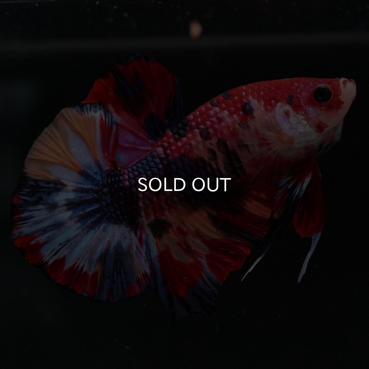 画像7: HMPK キャンディ (7)