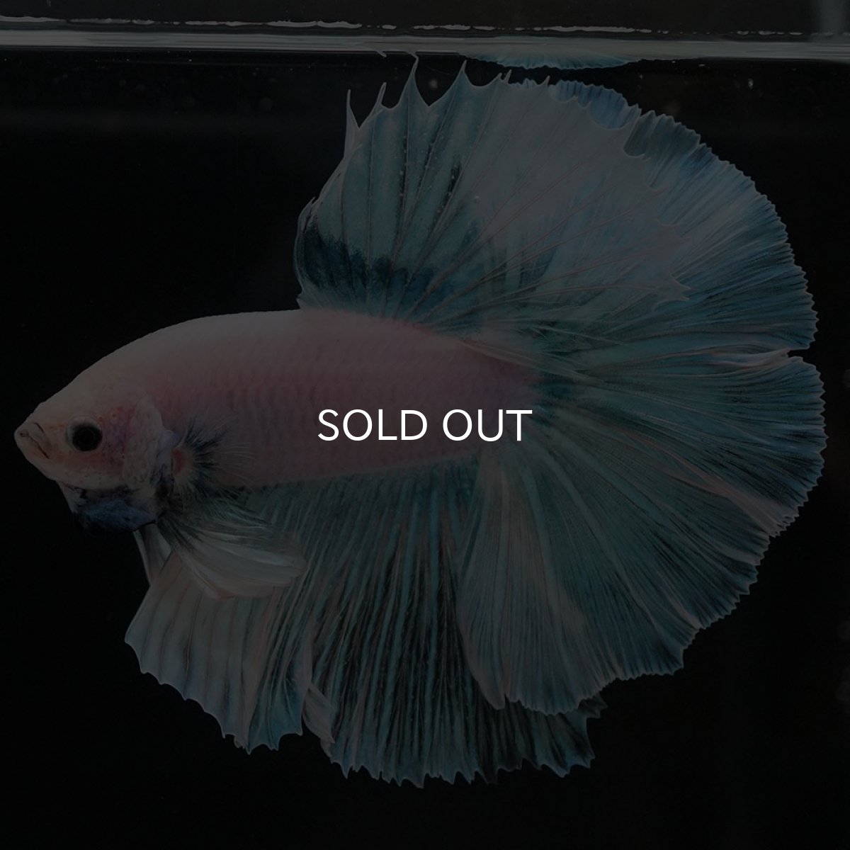 画像3: HM ホワイトファンシー (3)