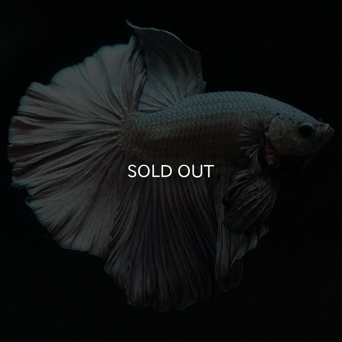 画像14: HM カッパー (14)