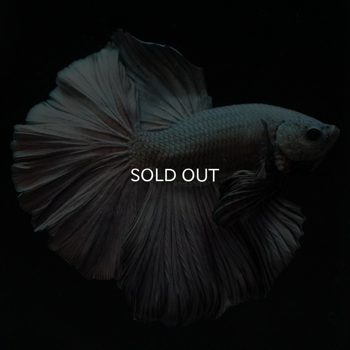 画像13: HM カッパー (13)