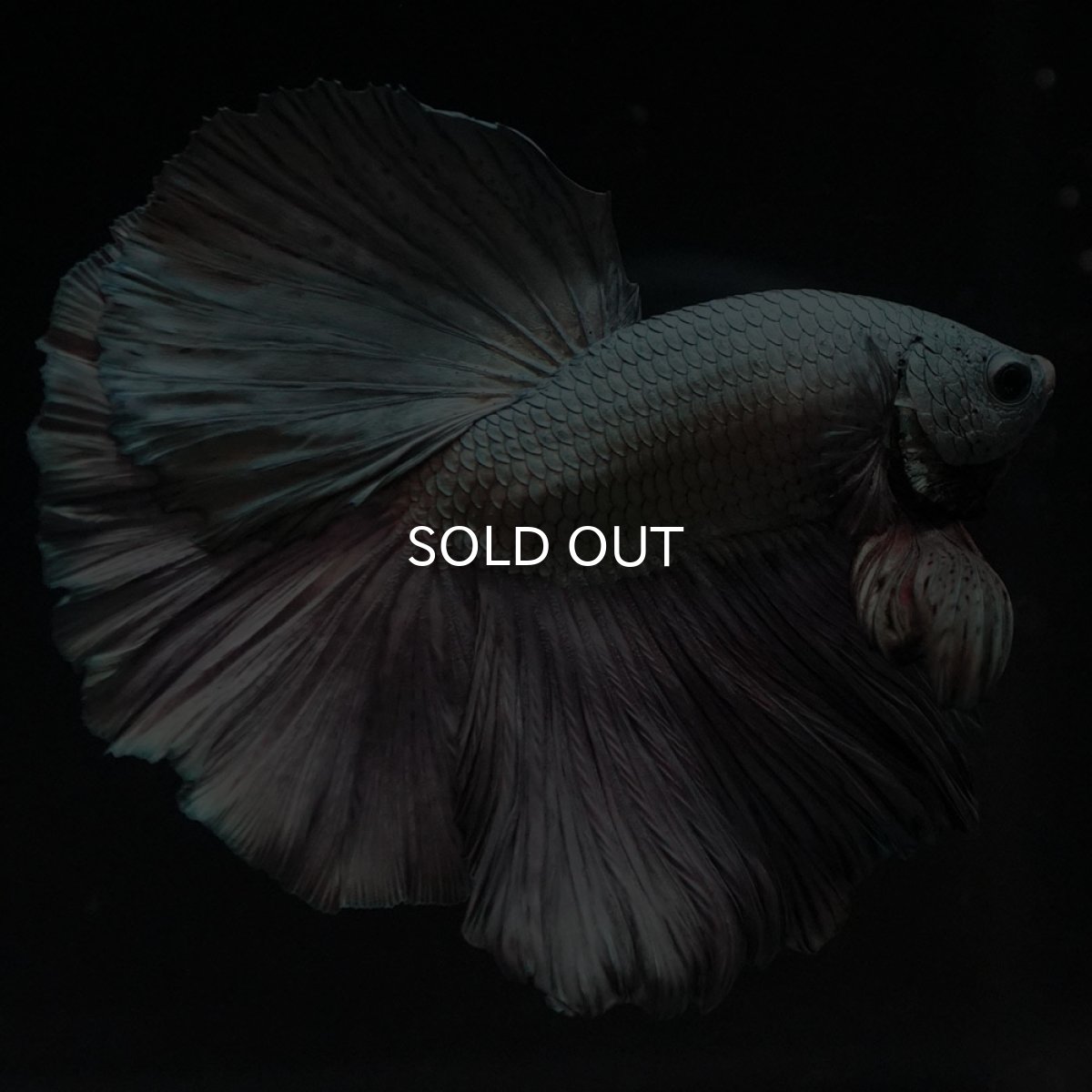 画像12: HM カッパー (12)