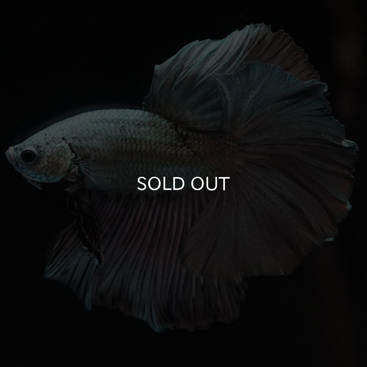 画像11: HM カッパー (11)