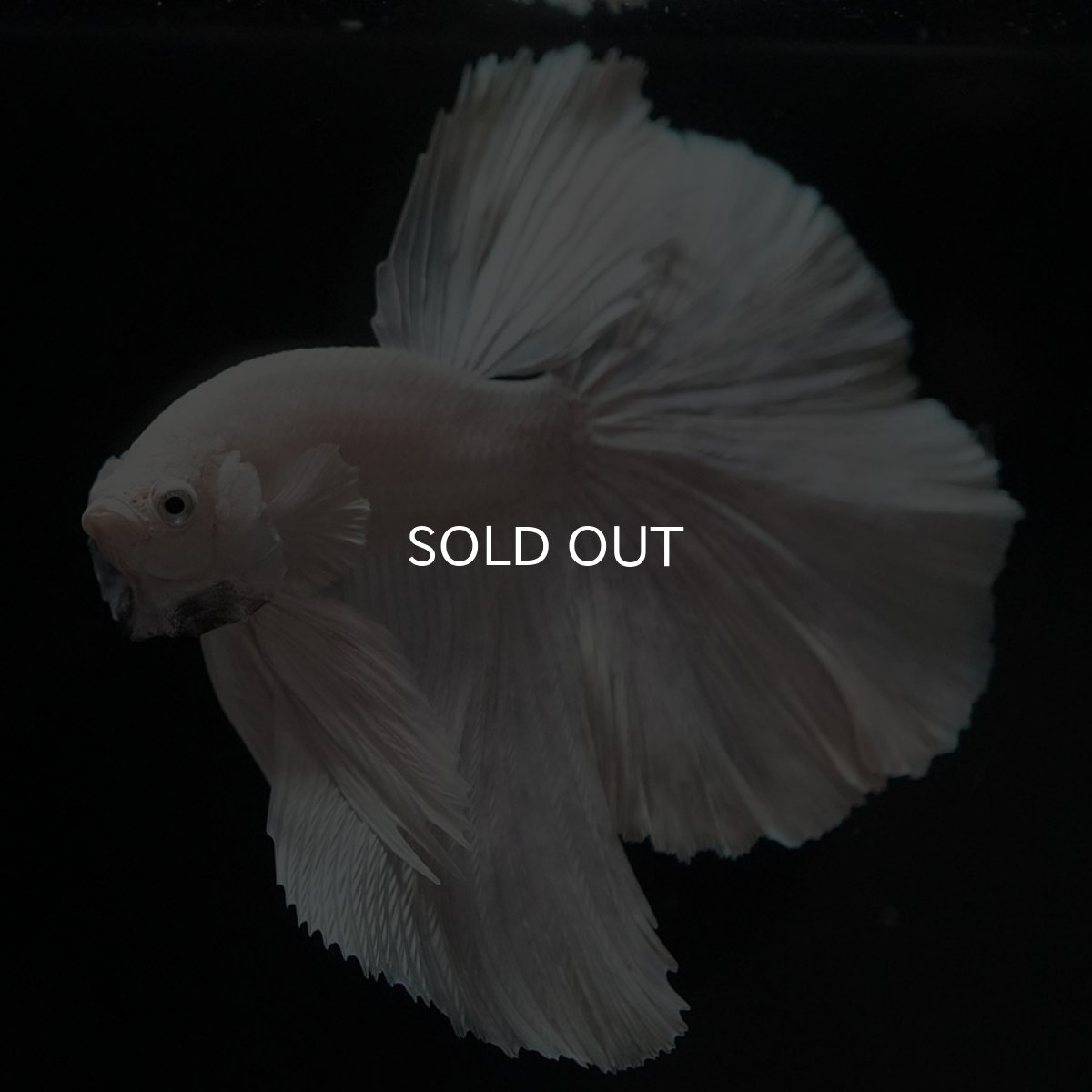 画像6: HM ホワイト (6)