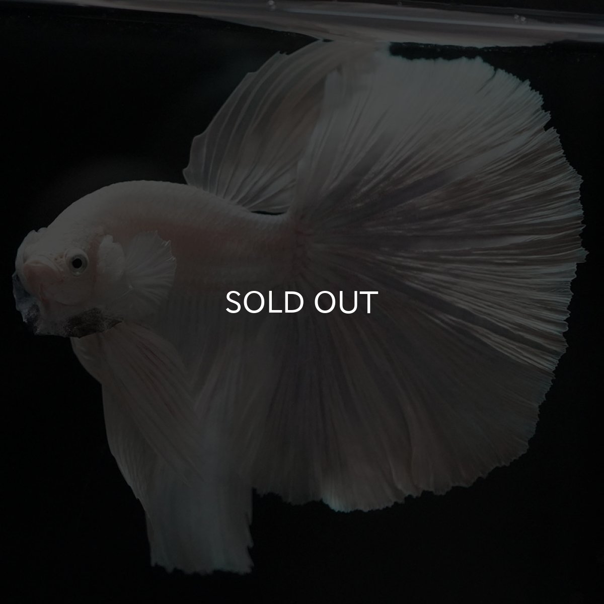 画像2: HM ホワイト (2)