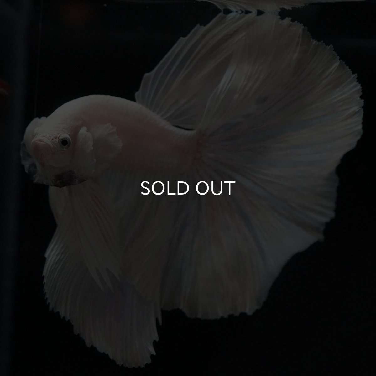 画像4: HM ホワイト (4)