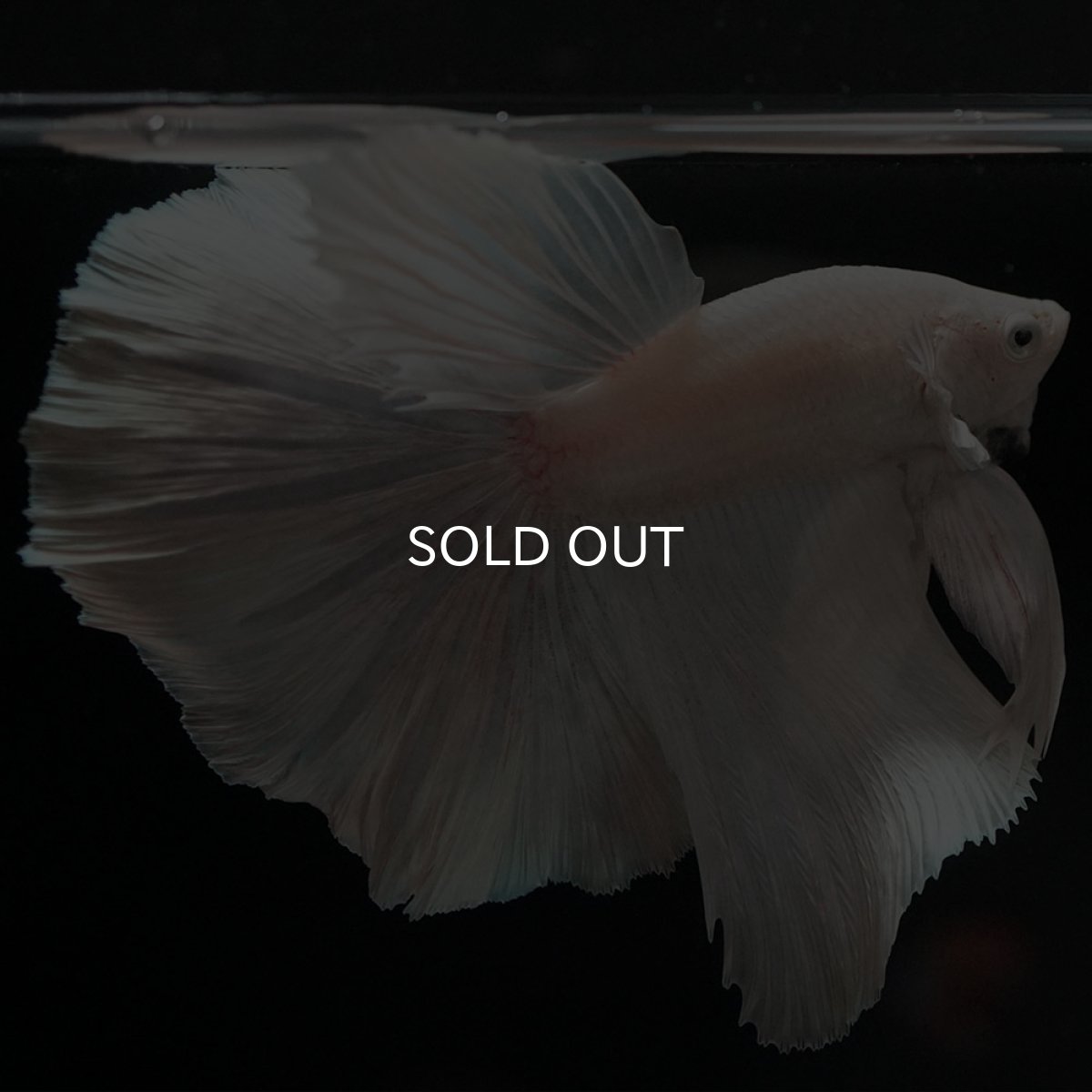 画像5: HM ホワイト (5)