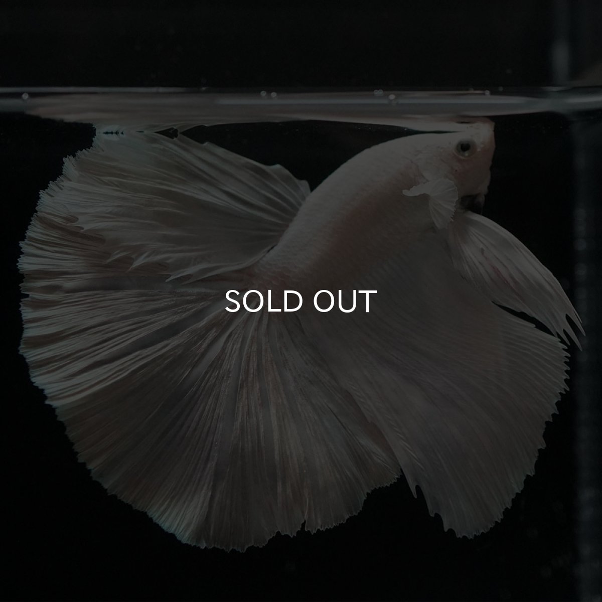 画像7: HM ホワイト (7)