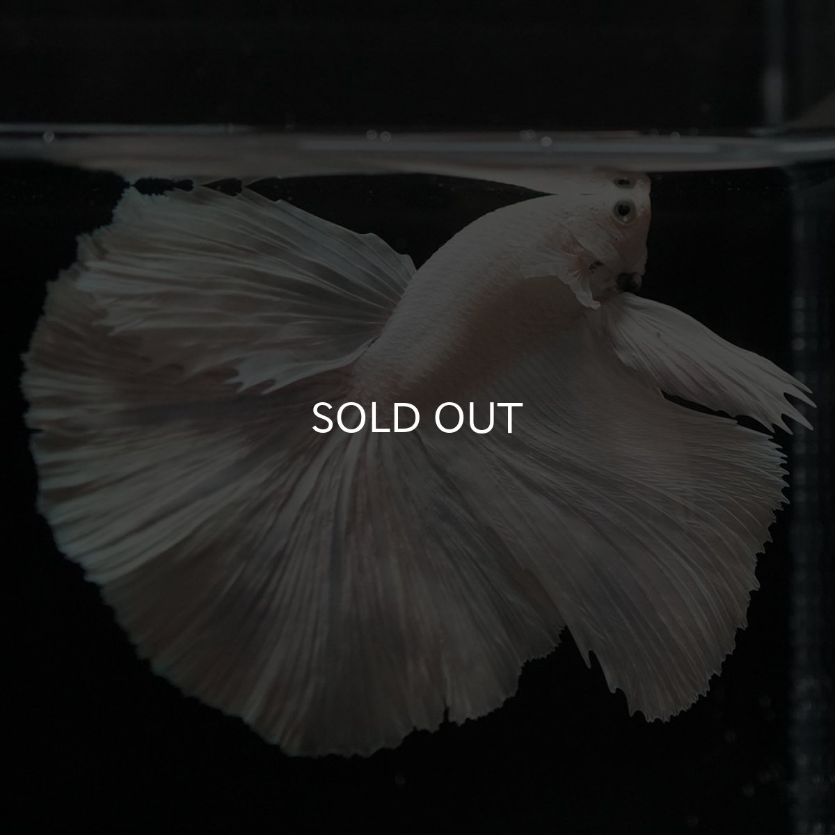 画像3: HM ホワイト (3)