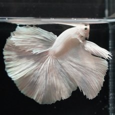 画像3: HM　ホワイト (3)