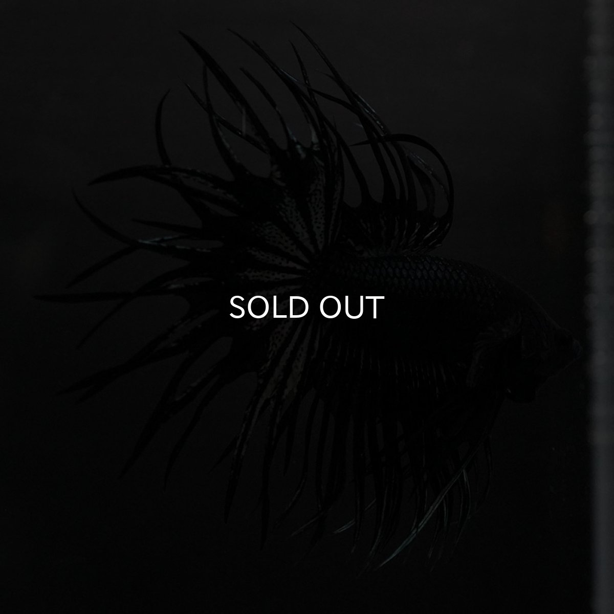 画像10: KCT ブラックカッパー (10)