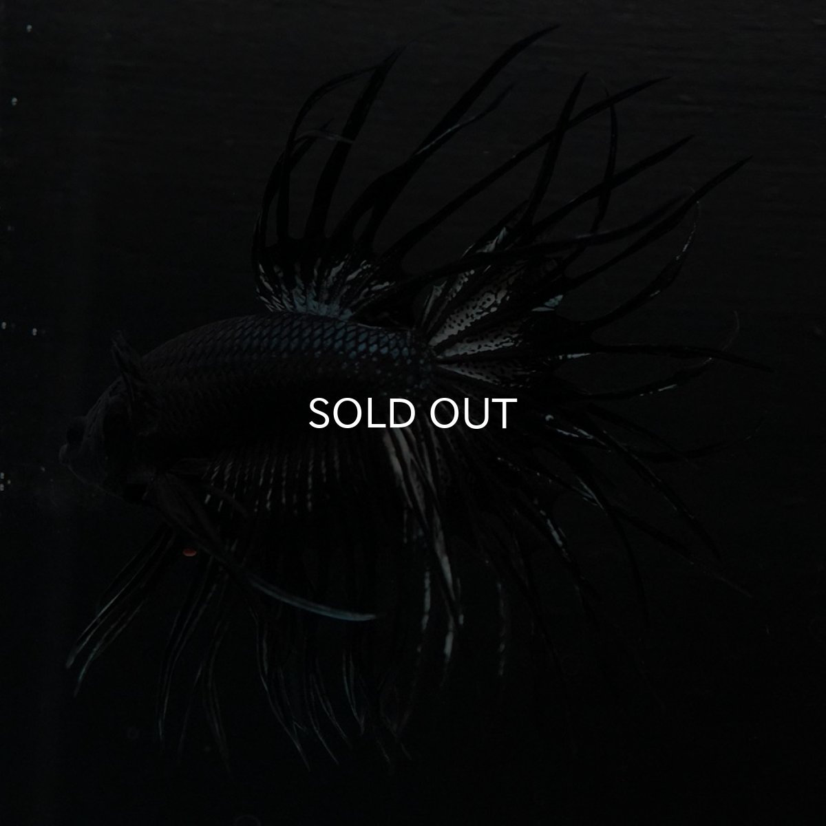 画像2: KCT ブラックカッパー (2)