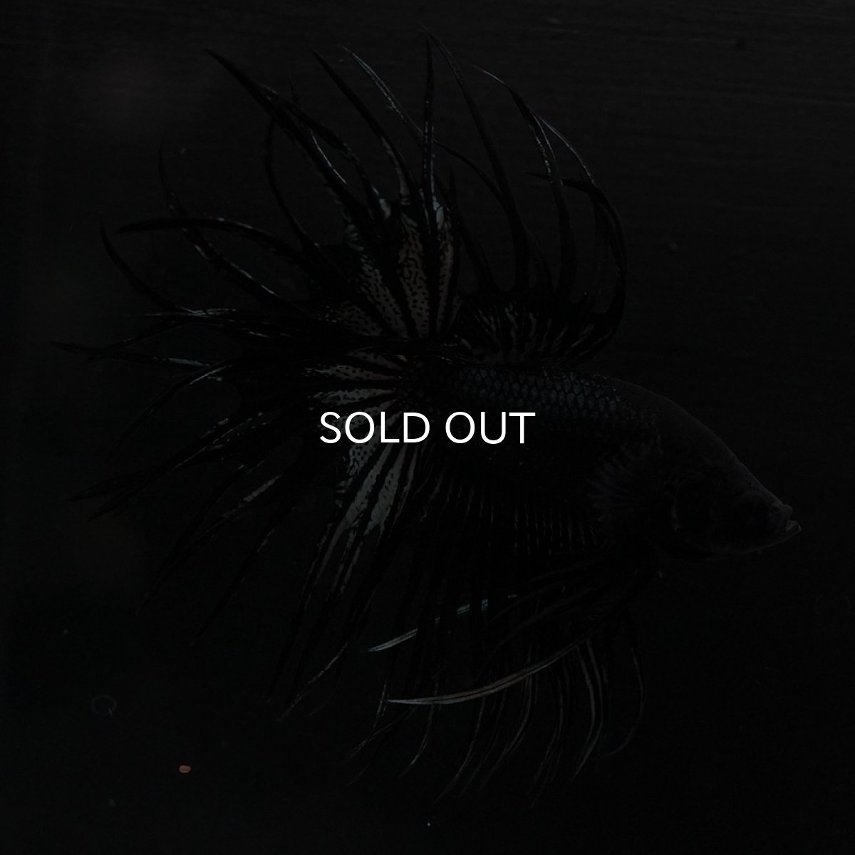 画像8: KCT ブラックカッパー (8)