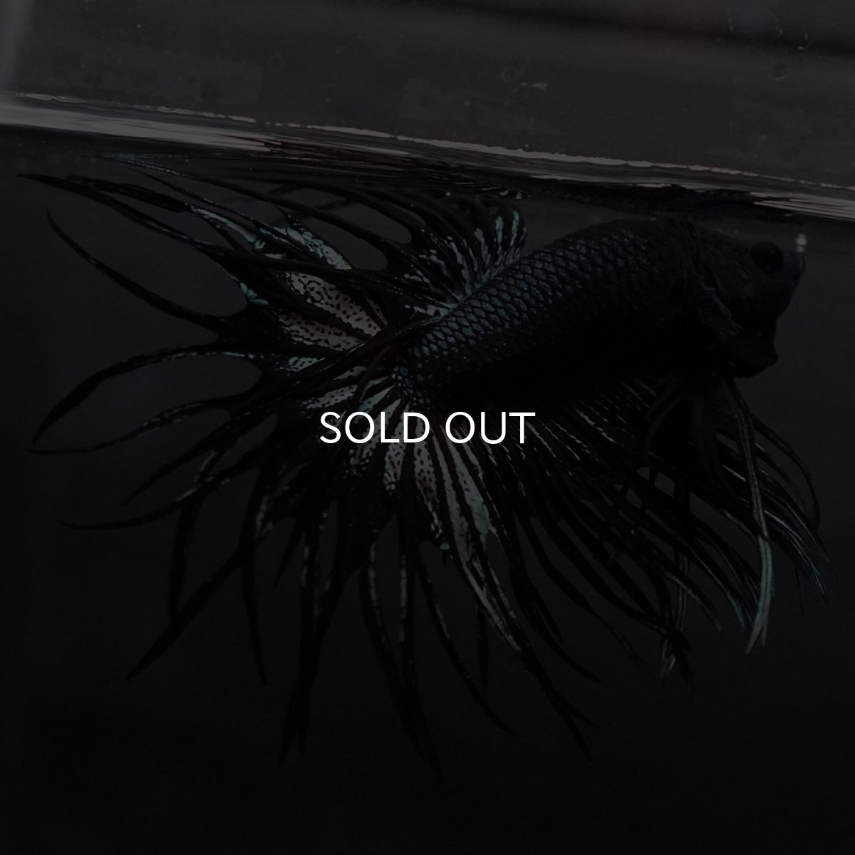 画像6: KCT ブラックカッパー (6)