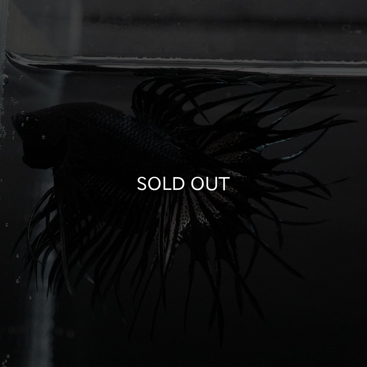 画像5: KCT ブラックカッパー (5)