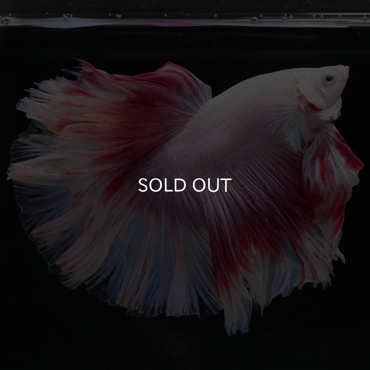 画像7: HM ファンシー ローズテール (7)