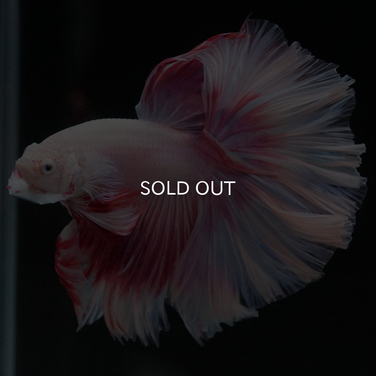 画像11: HM ファンシー ローズテール (11)