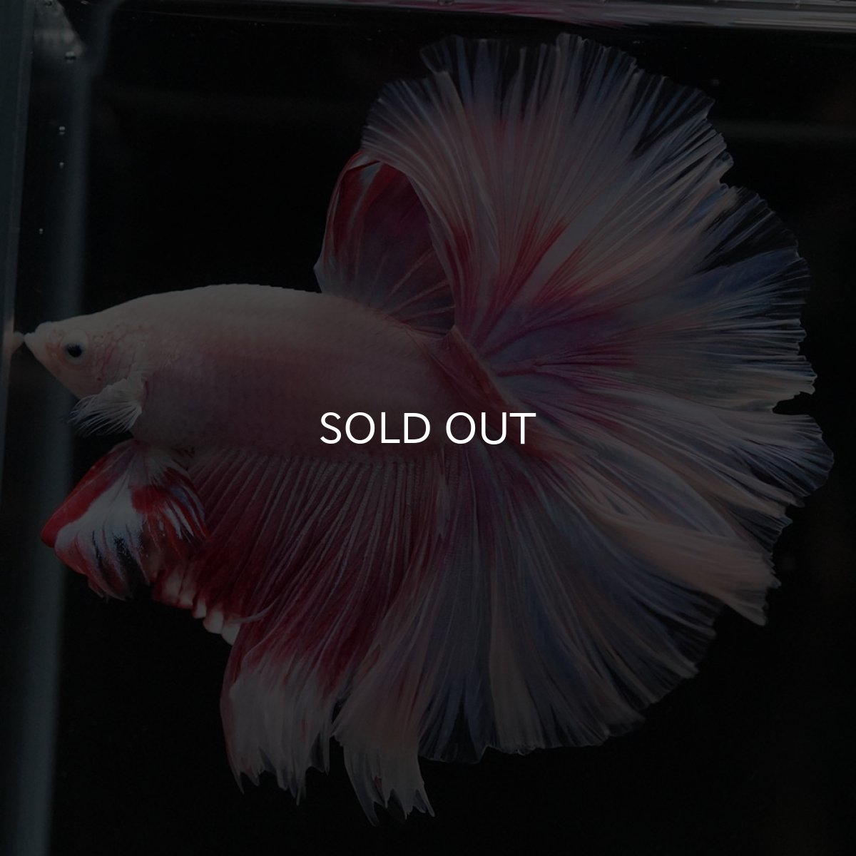 画像2: HM ファンシー ローズテール (2)