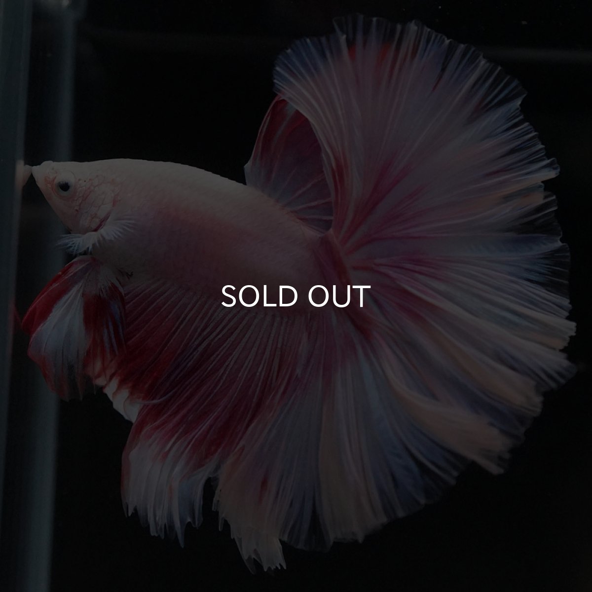 画像10: HM ファンシー ローズテール (10)