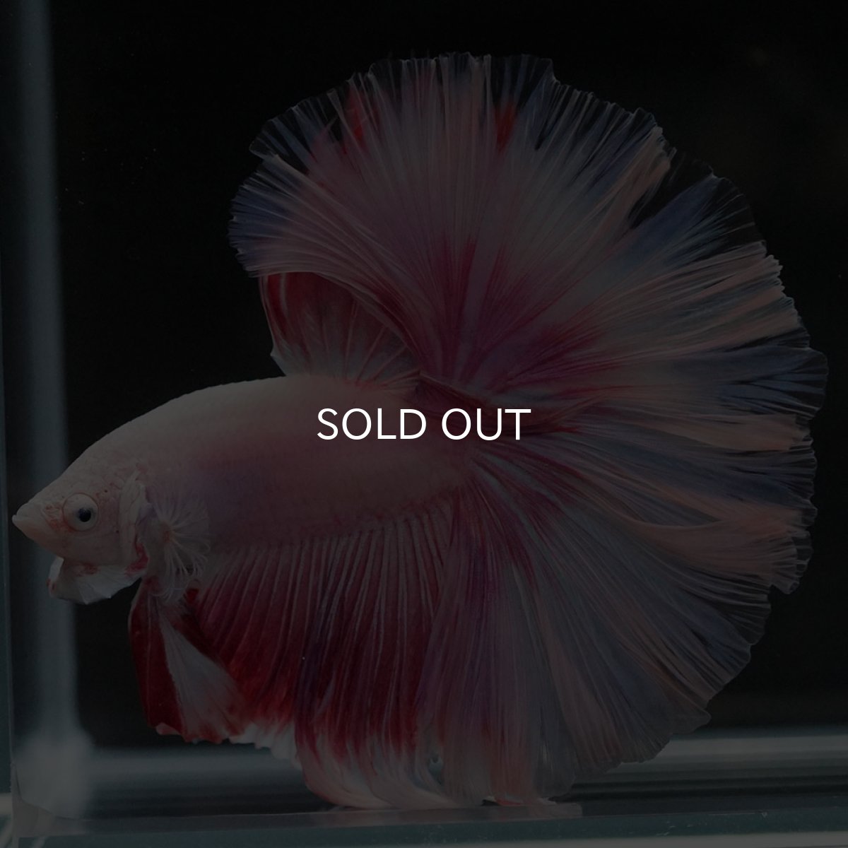 画像9: HM ファンシー ローズテール (9)