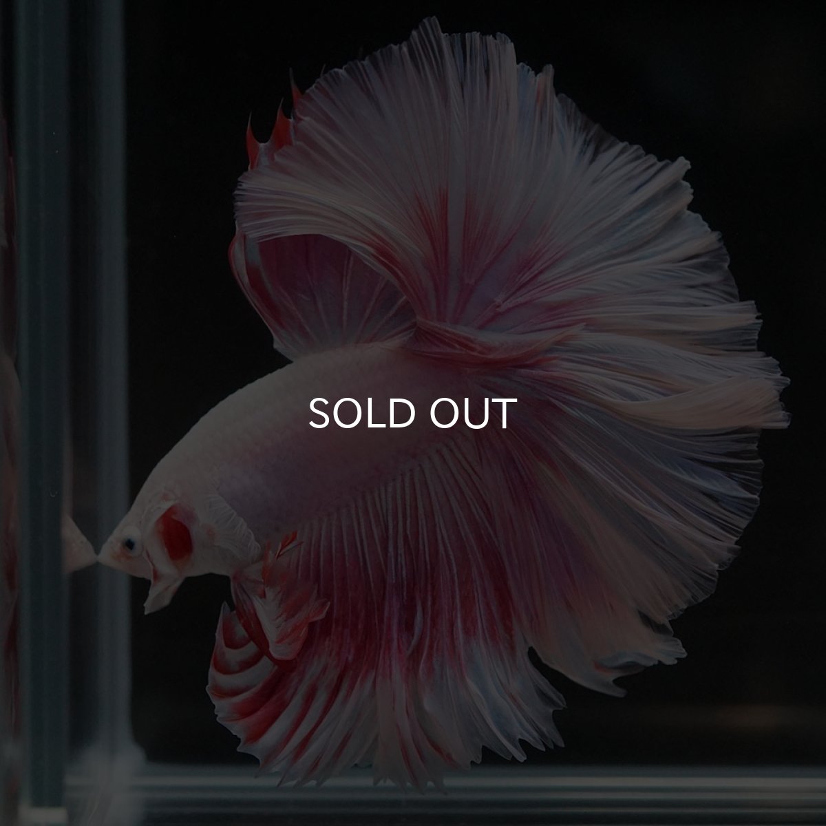 画像8: HM ファンシー ローズテール (8)