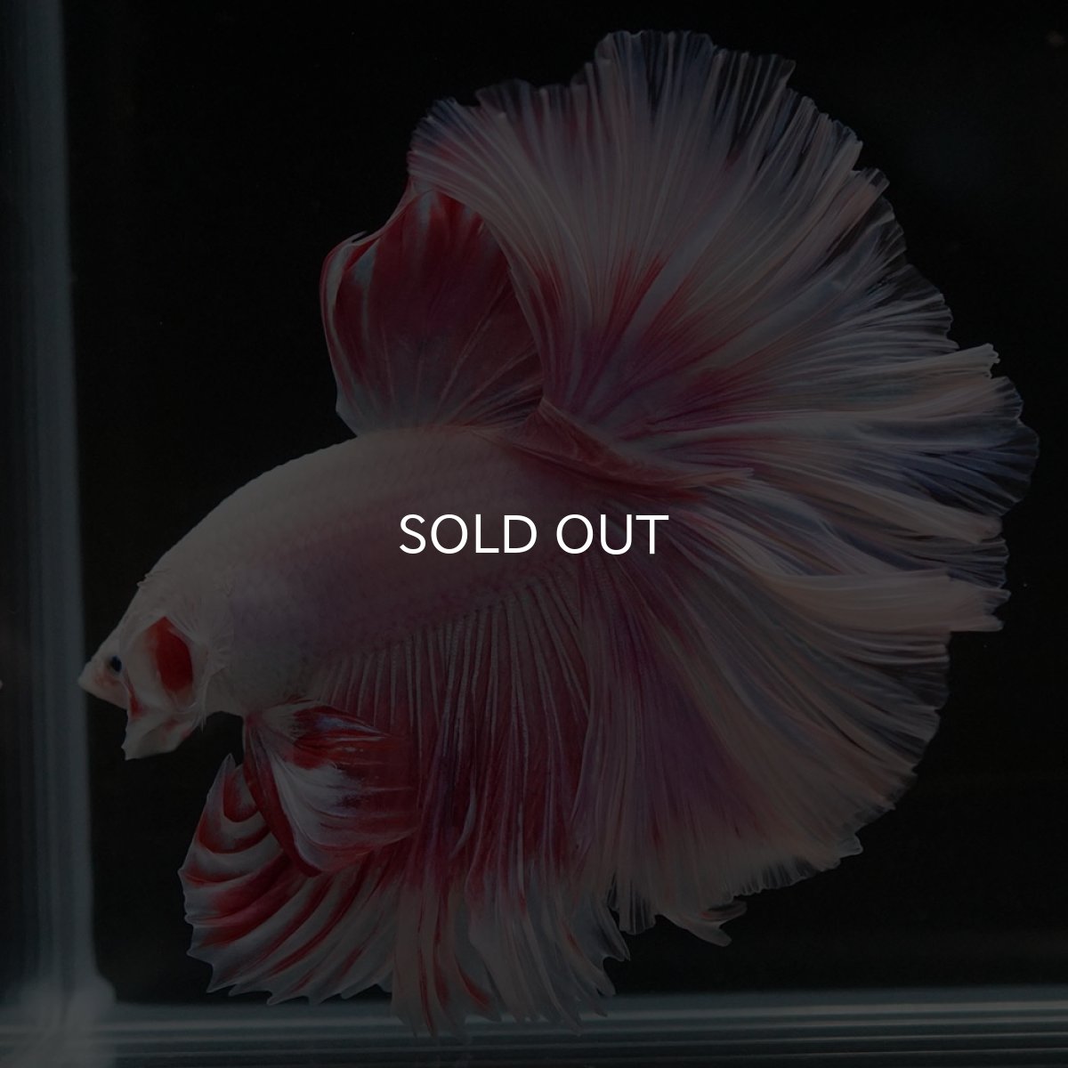 画像6: HM ファンシー ローズテール (6)