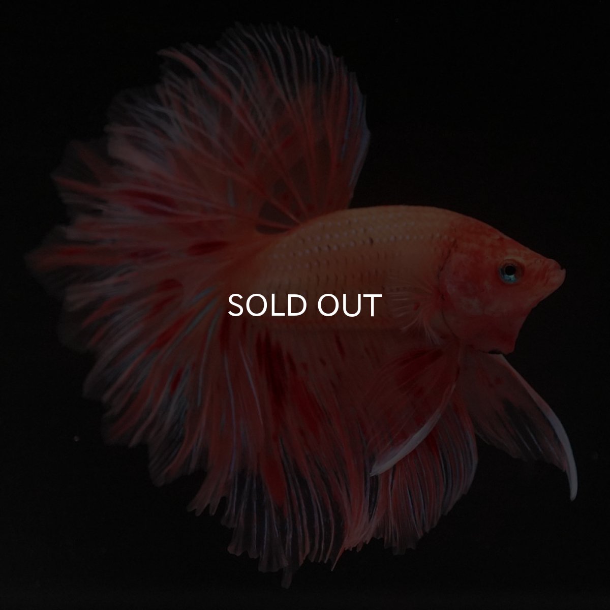 画像3: HM アルマゲドン フェザーテール (3)