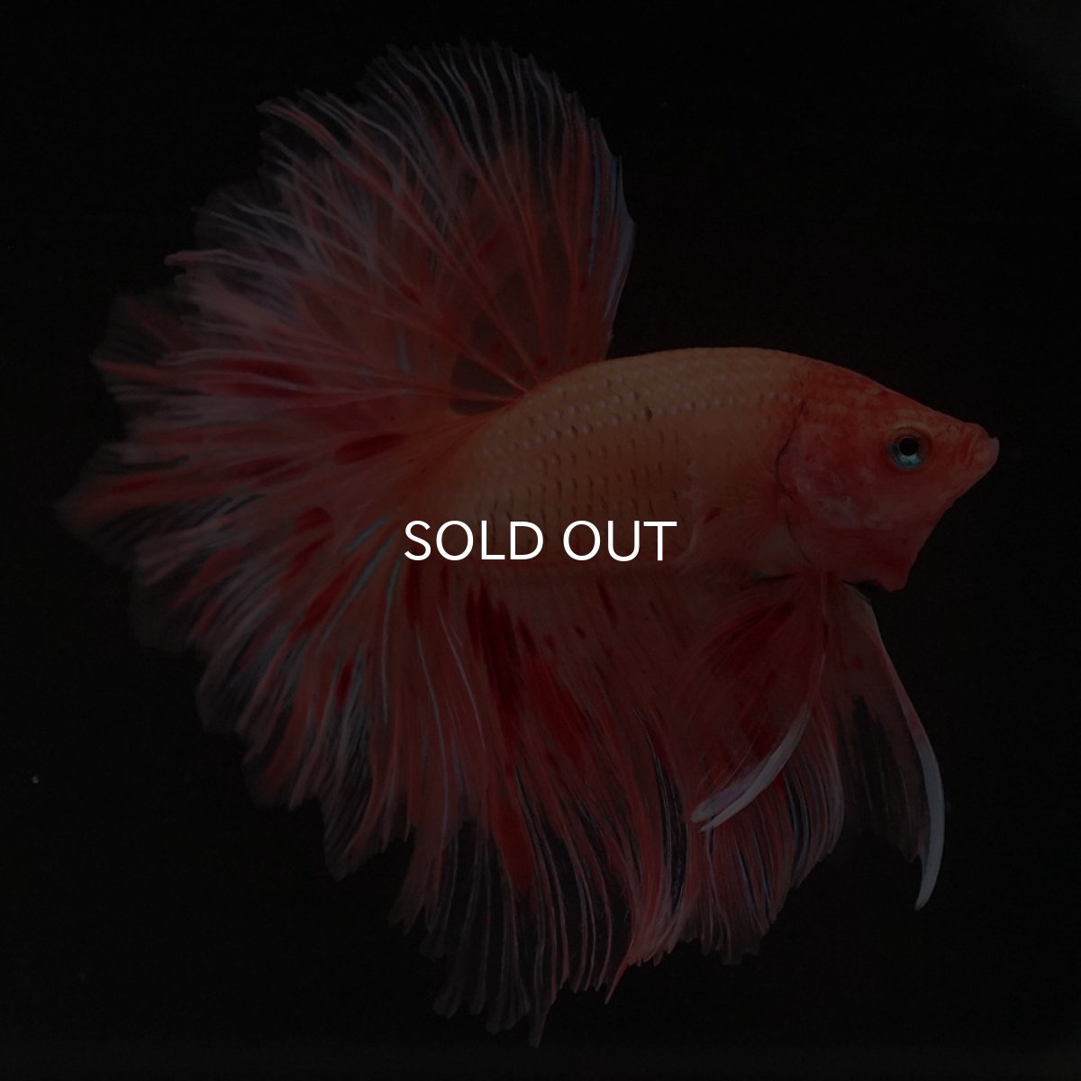 画像5: HM アルマゲドン フェザーテール (5)