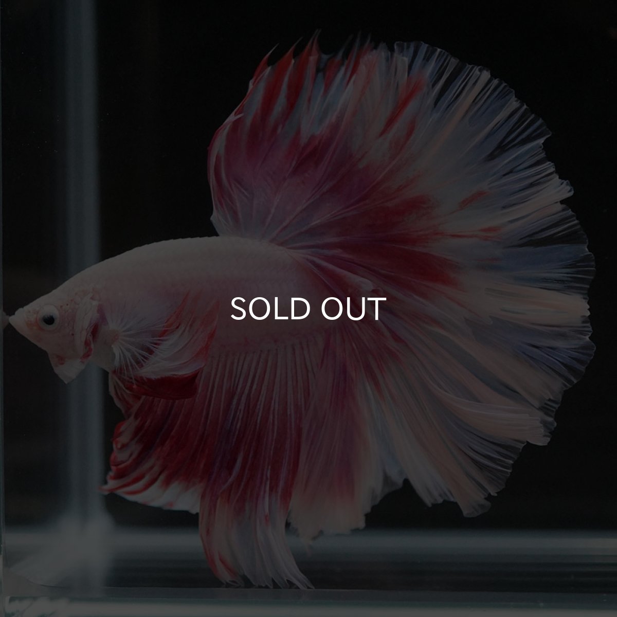 画像4: HM ファンシー ローズテール (4)