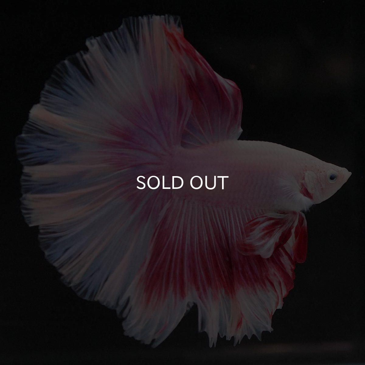 画像5: HM ファンシー ローズテール (5)