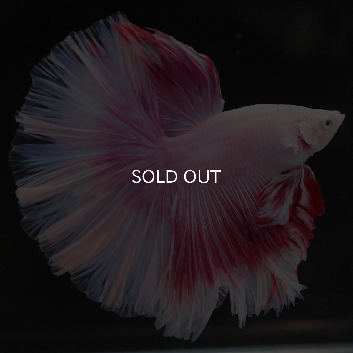 画像3: HM ファンシー ローズテール (3)