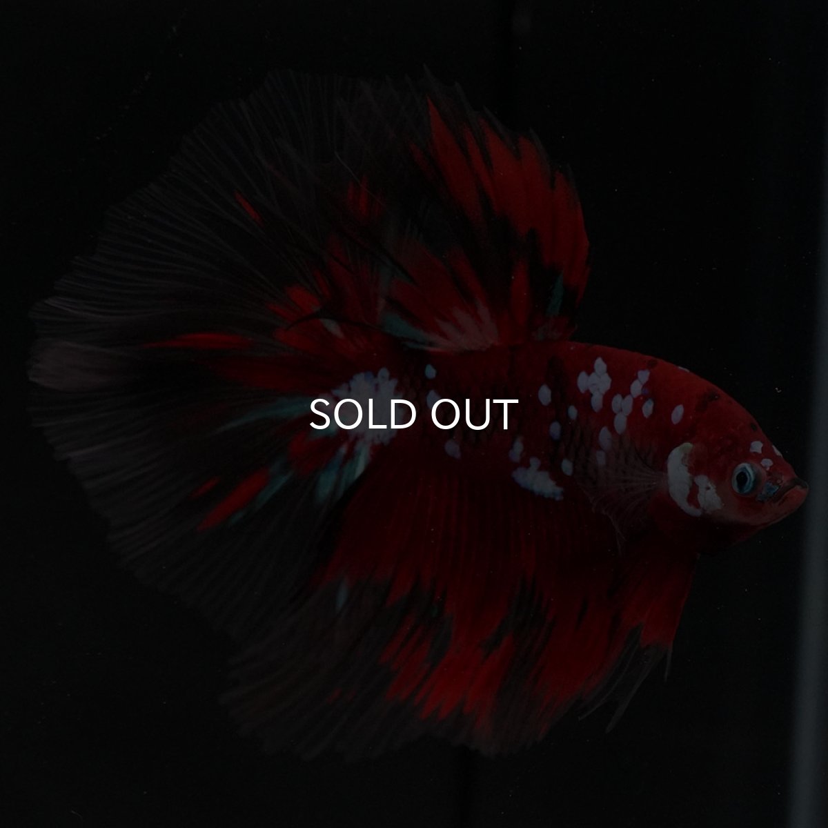 画像9: HM 鯉ギャラクシー (9)