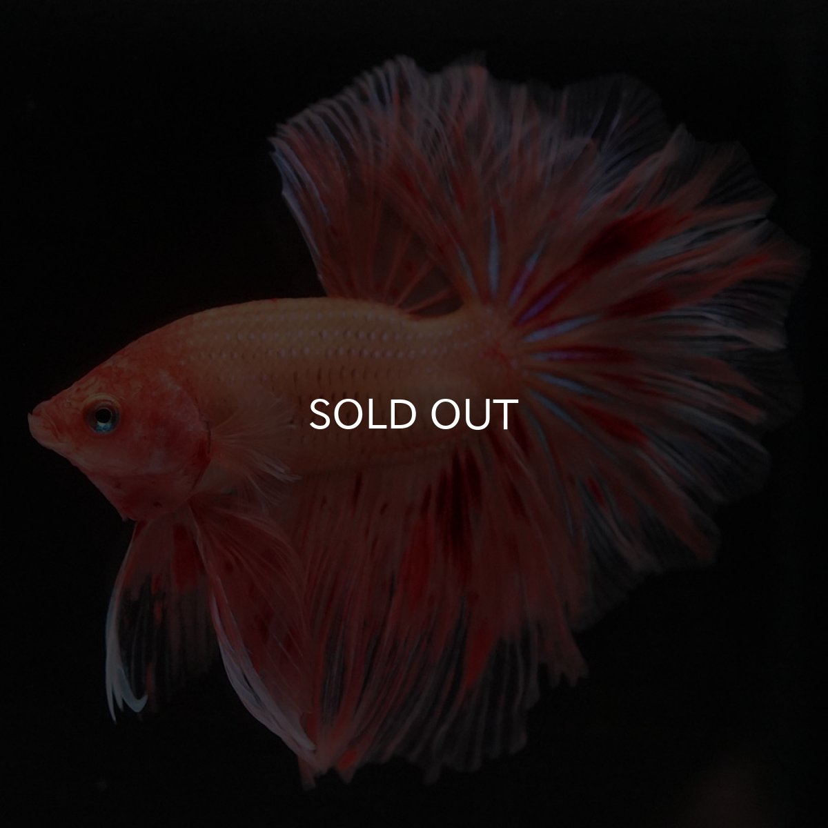 画像4: HM アルマゲドン フェザーテール (4)