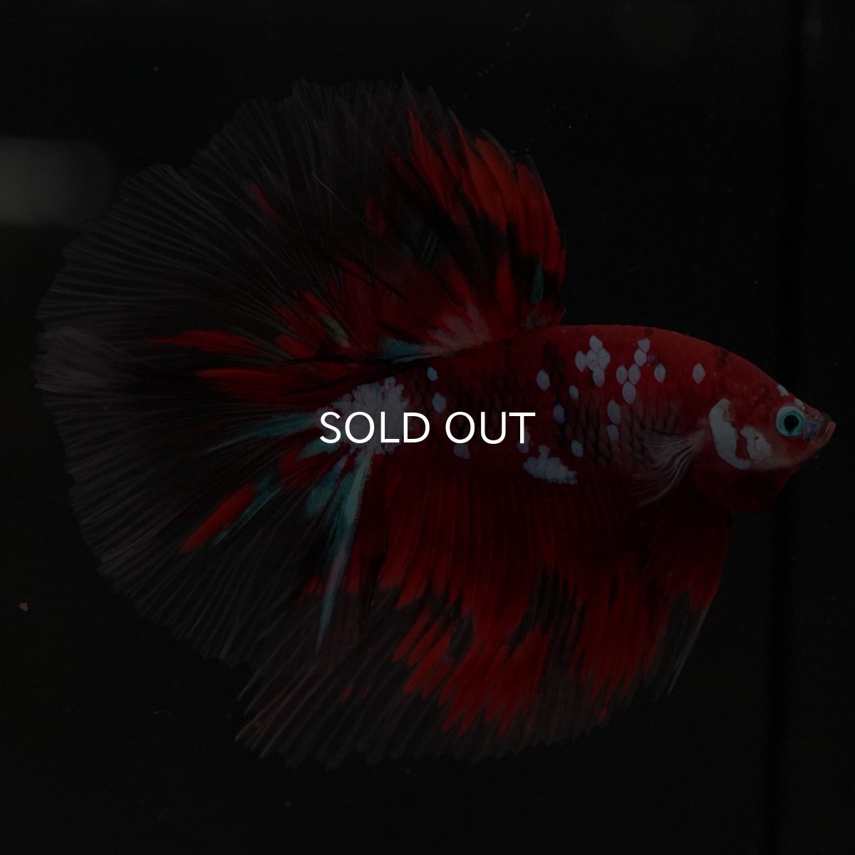 画像2: HM 鯉ギャラクシー (2)