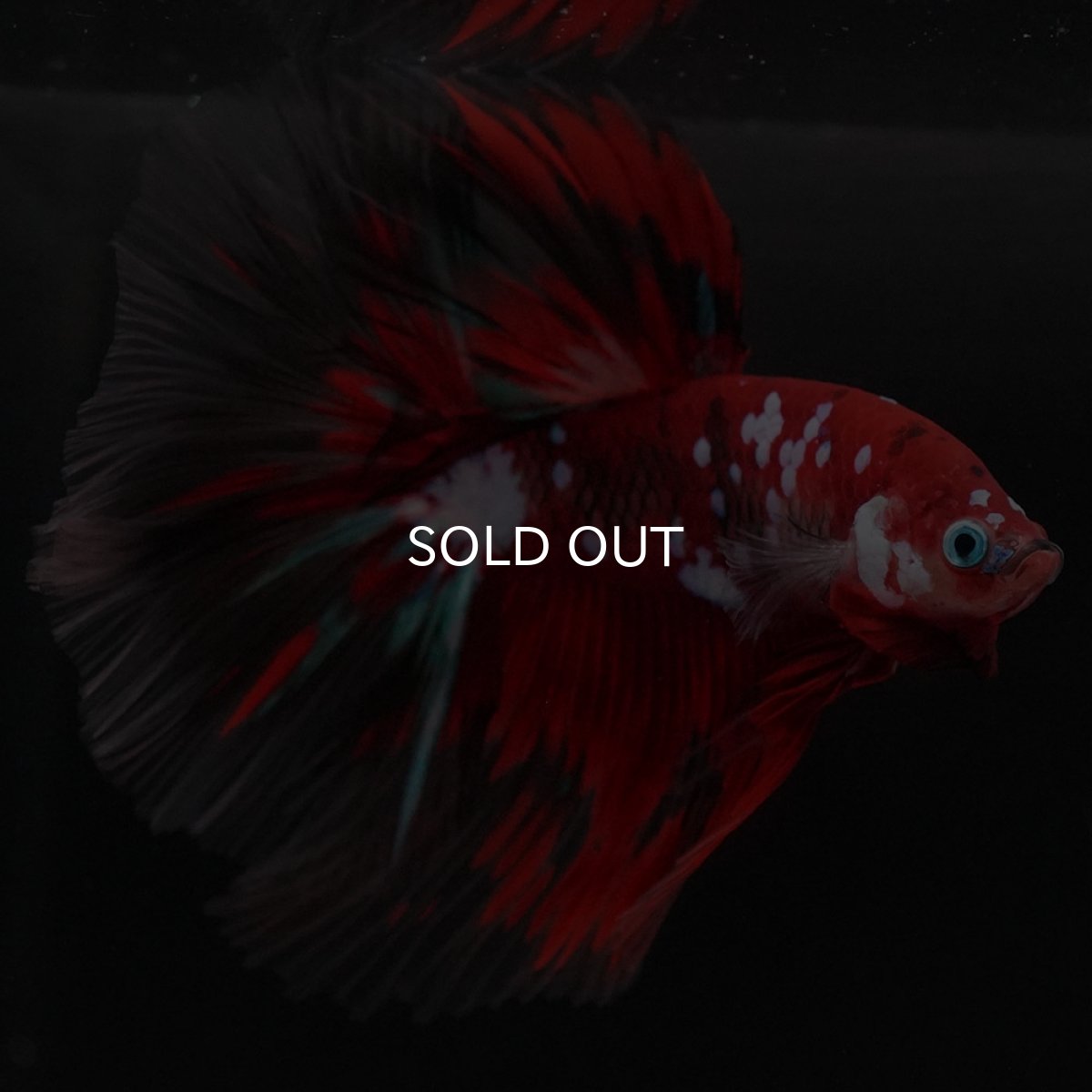 画像8: HM 鯉ギャラクシー (8)