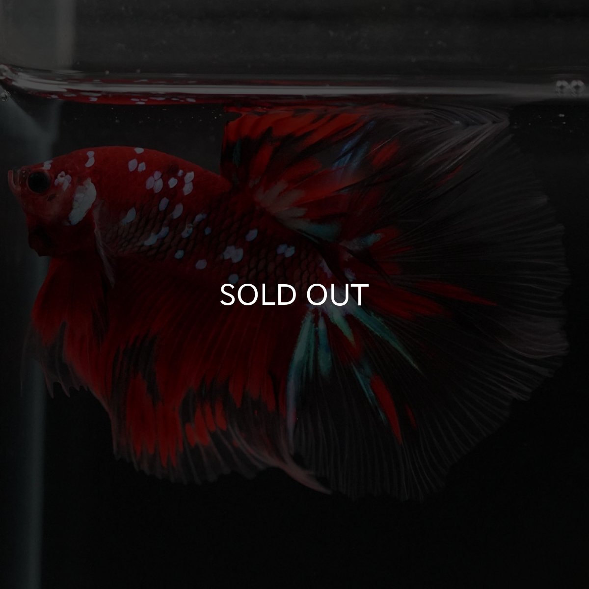 画像7: HM 鯉ギャラクシー (7)