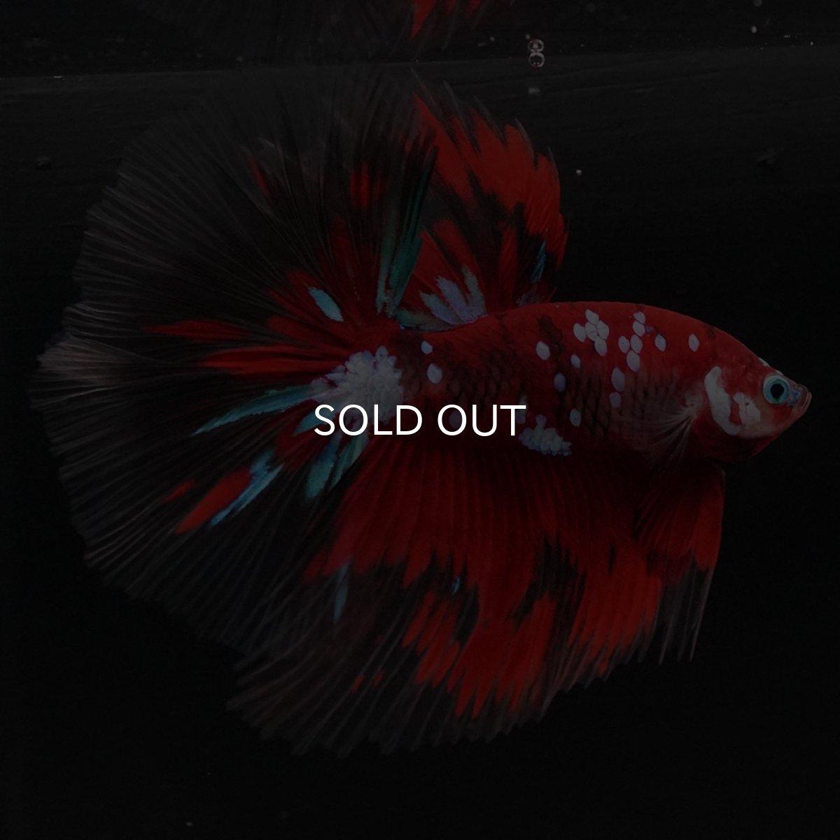 画像4: HM 鯉ギャラクシー (4)