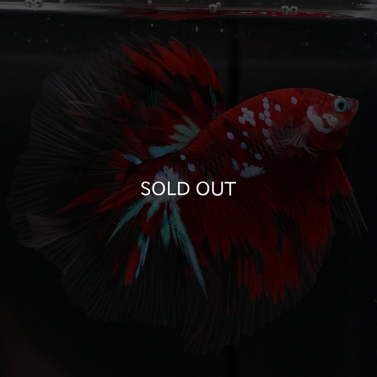 画像6: HM 鯉ギャラクシー (6)