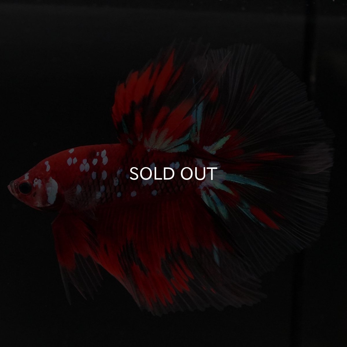 画像5: HM 鯉ギャラクシー (5)